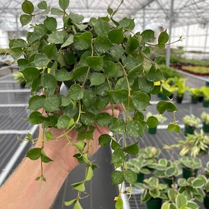 Hoya curtisii 4” pot (ALL PLANTS require you to purchase 2 plants!)