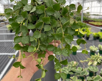 Hoya Curtisii Albomarginata Rooted Active Growth Point + Free