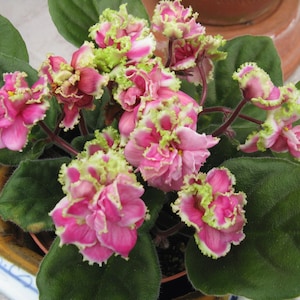 Mermaids kiss African violet starter plant (ALL Starter PLANTS require you to purchase 2 plants!)