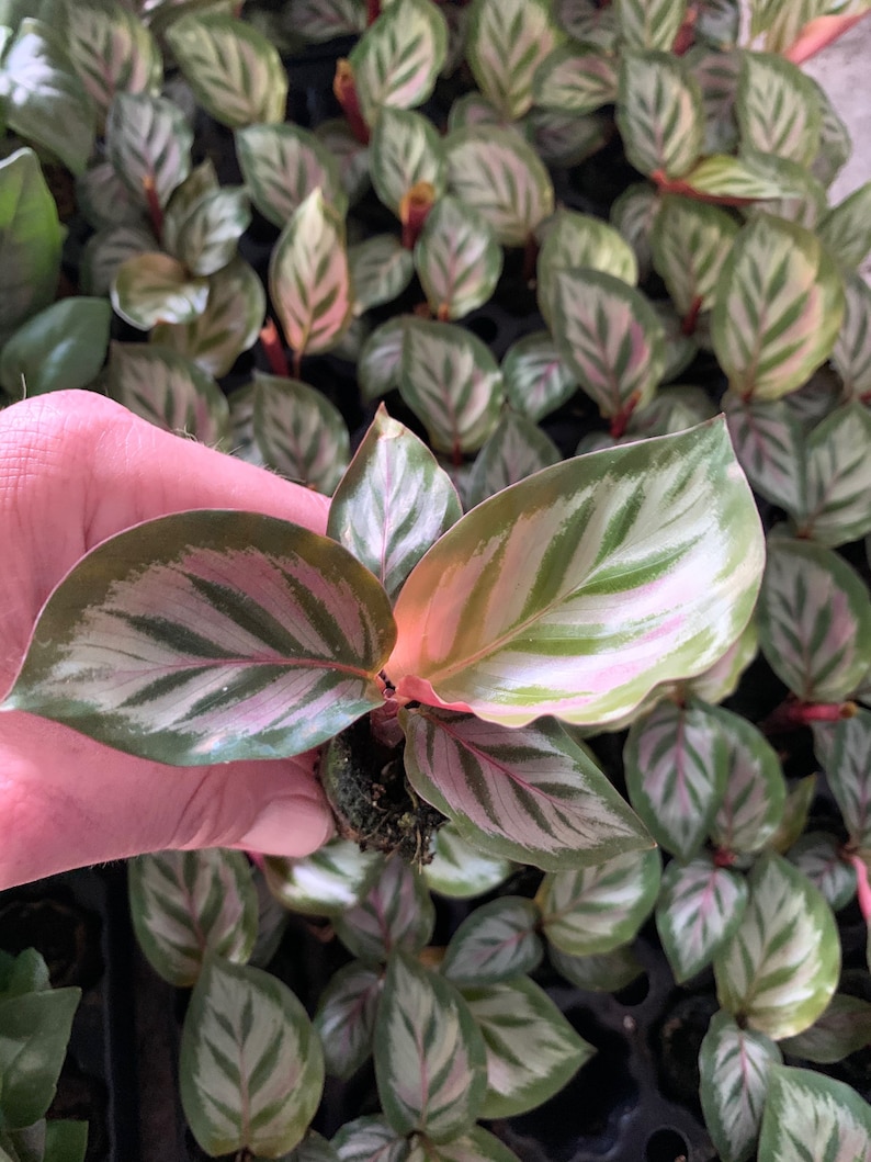 TheGreenEscape Calathea Peacock Plant