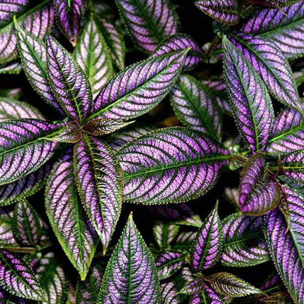 Persian shield Starter Plant (ALL STARTER PLANTS require you to purchase 2 plants!)