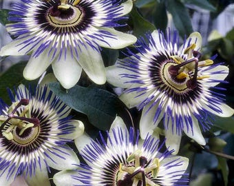 May include: Four white passion flowers with blue and purple accents. The flowers have a central ring of yellow and brown.