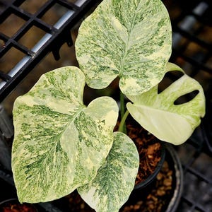 May include: Close-up of a potted Monstera plant with large, variegated leaves. The leaves display a mix of green and creamy white patterns. The plant is in a black pot, set against a dark background, suggesting a nursery or greenhouse setting.