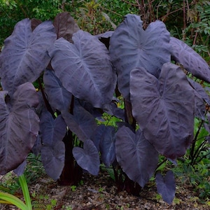 Colocasia Black Magic Starter Plant (ALL STARTER PLANTS require you to purchase 2 plants!)