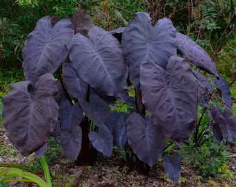 Colocasia Black Magic Starter Plant (ALL STARTER PLANTS require you to purchase 2 plants!)
