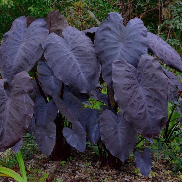 Colocasia Black Magic Starter Plant (ALL STARTER PLANTS require you to purchase 2 plants!)