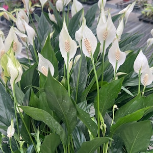 May include: A peace lily plant featuring numerous white spathes surrounding pale yellow spadices, supported by long, slender green stems. The plant has abundant, glossy, dark green lance-shaped leaves that grow densely from the base of the plant.