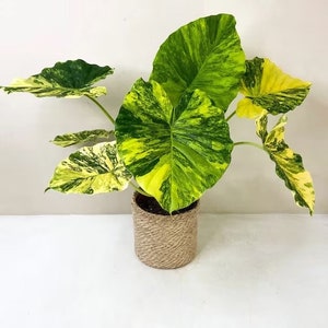 Variegated Alocasia aurea Starter Plant (ALL STARTER PLANTS require you to purchase 2 plants!)