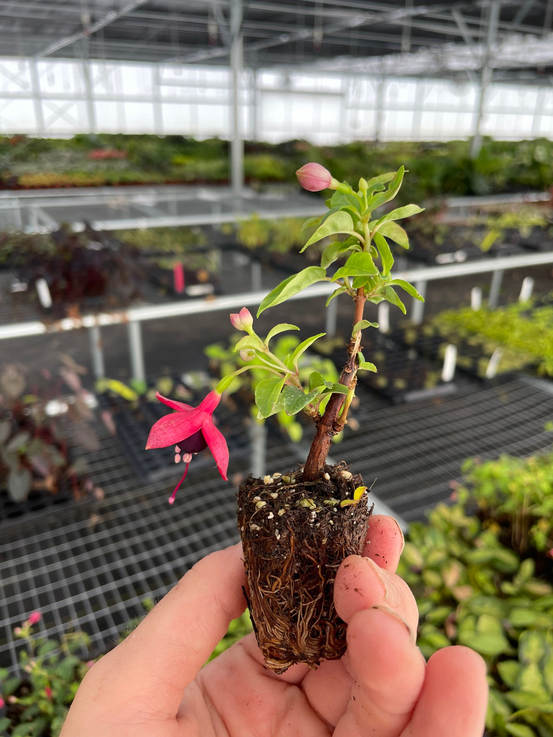 Fuchsia Golden Herald Starter Plant ALL STARTER PLANTS Etsy