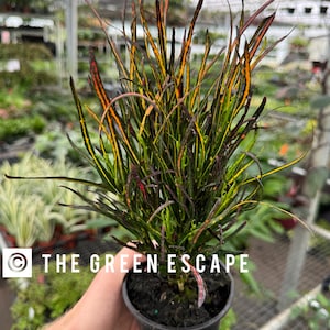 May include: A potted Croton plant with long, slender leaves in shades of green, yellow, and red. The plant is in a black plastic pot, held by a person. The text "THE GREEN ESCAPE" is visible in white.