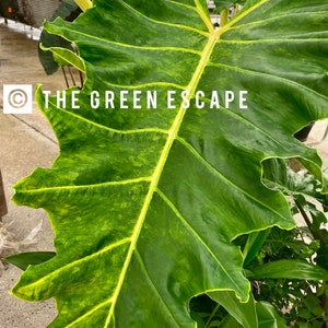 Alocasia golden dragon Starter Plant (ALL STARTER PLANTS require you to purchase 2 plants!)
