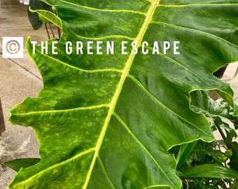 Alocasia golden dragon Starter Plant (ALL STARTER PLANTS require you to purchase 2 plants!)