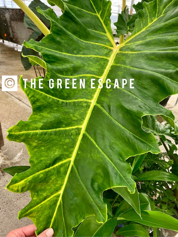 Alocasia golden dragon Starter Plant (ALL STARTER PLANTS require you to purchase 2 plants!)