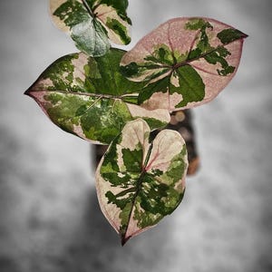 Alocasia Serendipity Pink Variegated - Etsy