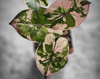 May include: Close-up of a plant with large, heart-shaped leaves. The leaves display a striking pattern of green, pink, and cream variegation. The plant is set against a soft, blurred background, highlighting the unique foliage.