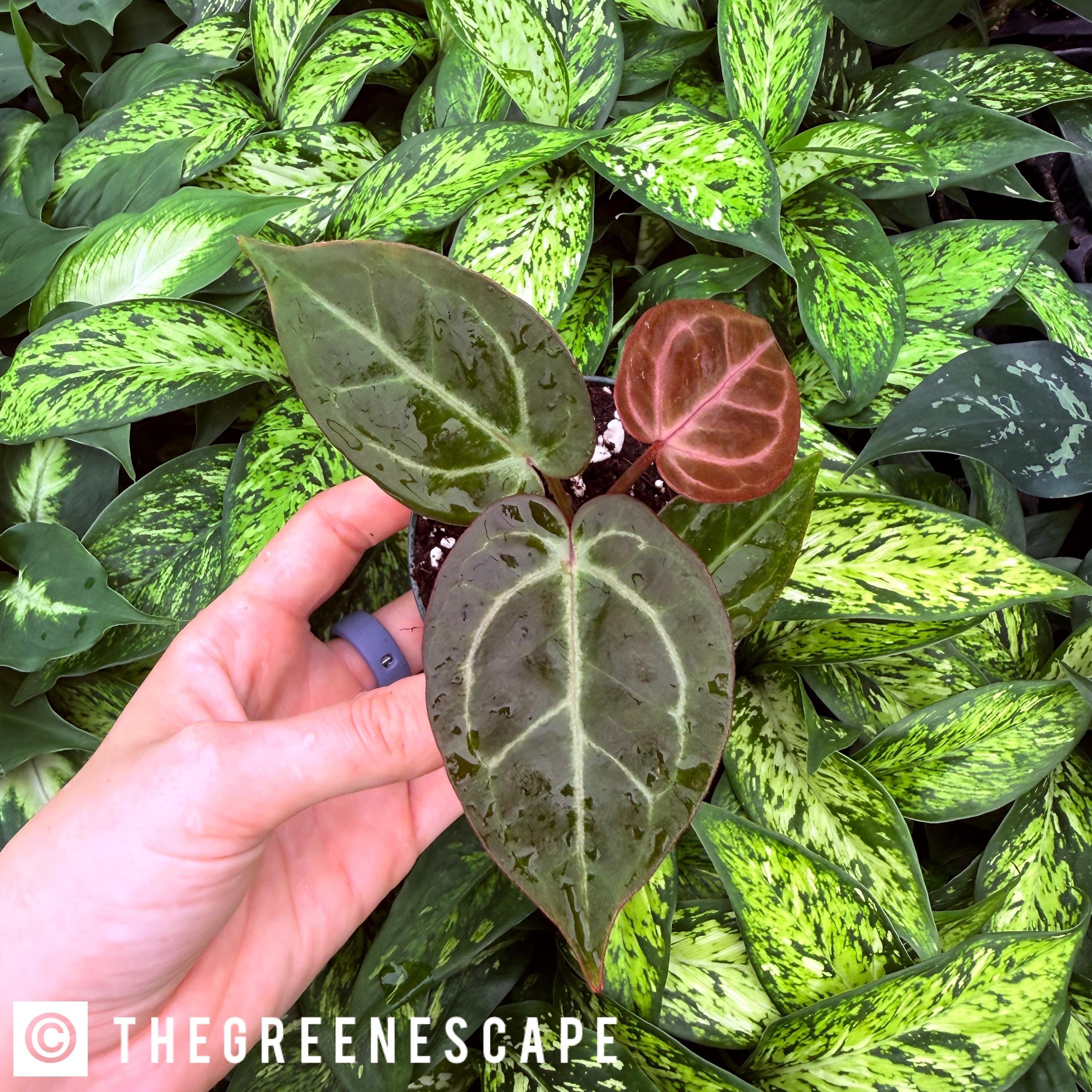 Seed Grown Anthurium Carlablackiae X Dorayaki 2