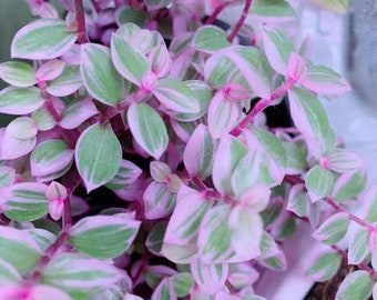 Tradescantia pink panther ( wandering jew) Starter Plant (ALL STARTER PLANTS require you to purchase 2 plants!)