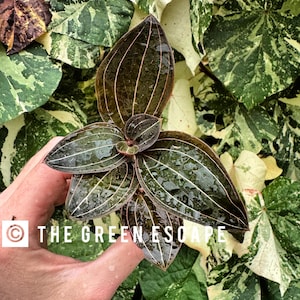 Ludisia discolor (jewel orchid) Starter Plant (ALL STARTER PLANTS require you to purchase 2 plants!)