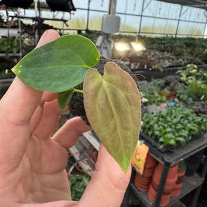 Anthurium Regale X Luxurians - Etsy