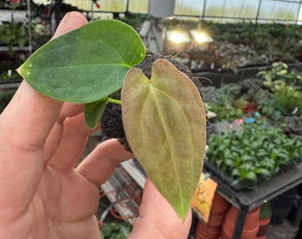 Seed Grown Anthurium Black Sweet X Fort Sherman Starter Plant (ALL