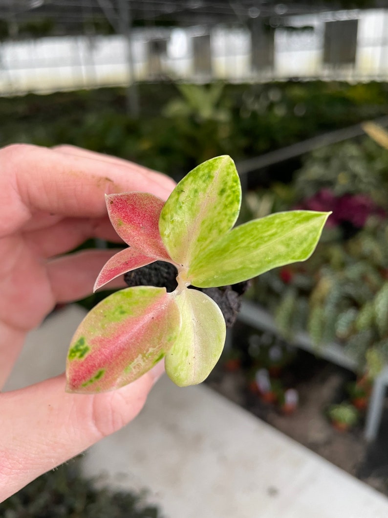 Aglaonema rainbow Starter Plant ALL STARTER PLANTS require you to purchase 2 plants image 3