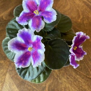 VAT king of peas african violet starter plant (ALL Starter PLANTS require you to purchase 2 plants!)