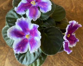 May include: A close-up of an African violet plant with three vibrant flowers. The flowers have a striking color pattern, with white edges, transitioning to purple and pink hues towards the center. The plant has dark green, rounded leaves.