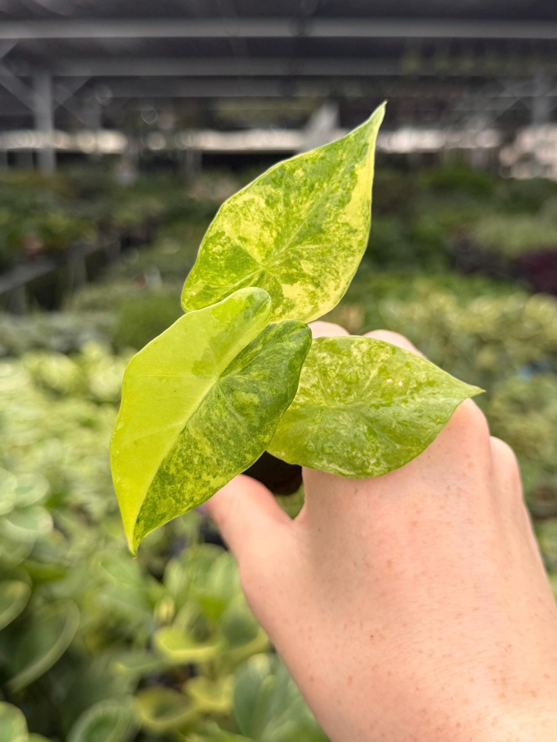 Variegated Alocasia Portora - Etsy