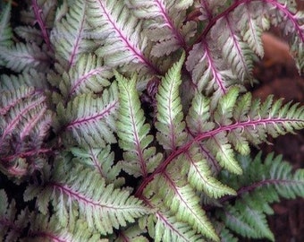 Red Japanese painted fern Starter Plant (ALL STARTER PLANTS require you to purchase 2 plants!)