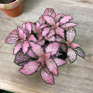 Pink forest flame Fittonia Starter Plant (ALL STARTER PLANTS require you to purchase 2 plants!)