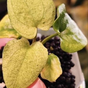 May include: Close-up of a small plant with heart-shaped leaves. The leaves are primarily light green with darker green speckles and veins. The plant is in a small, clear plastic pot with dark, round soil.