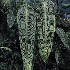 Anthurium veitchii Starter Plant (ALL STARTER PLANTS require you to purchase 2 plants!)