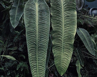 Anthurium veitchii Starter Plant (ALL STARTER PLANTS require you to purchase 2 plants!)