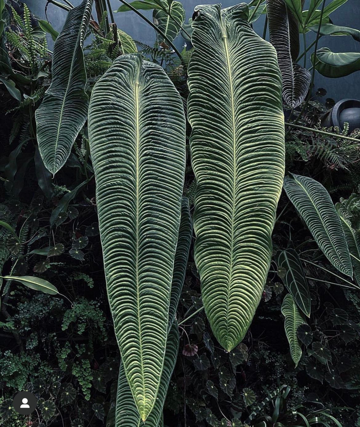 Anthurium veitchii