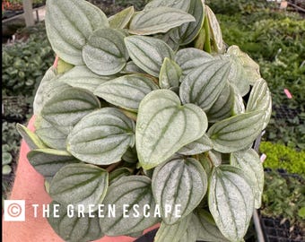 Peperomia Napoli nights 4”pot (ALL PLANTS require you to purchase 2 plants!)