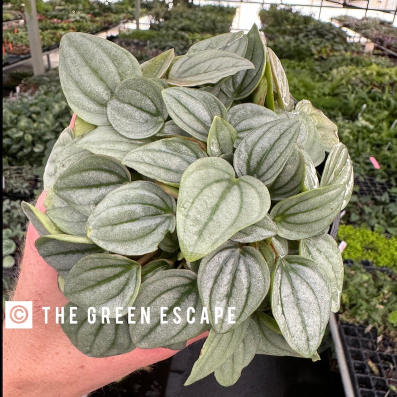 Peperomia Napoli Nights - Thumbnail 4