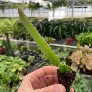 Puede incluir: Un esqueje de cactus de fruta de drag&oacute;n verde con ra&iacute;ces en una maceta peque&ntilde;a de color marr&oacute;n. El esqueje es largo y delgado con peque&ntilde;as espinas.