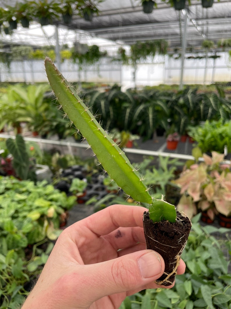 Puede incluir: Un esqueje de cactus de fruta de drag&oacute;n verde con ra&iacute;ces en una maceta peque&ntilde;a de color marr&oacute;n. El esqueje es largo y delgado con peque&ntilde;as espinas.