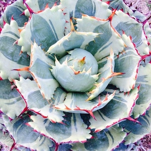 May include: A close-up of a variegated agave plant. The succulent features pale green and white leaves with dark green patterns. The edges are lined with red and orange spines, and the tips are dark purple. The plant's center is a light green.