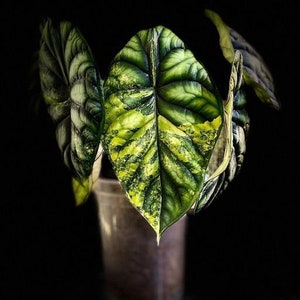 その他観葉植物 Alocasia Dragon Scale Marble Variegated Alocasia-Dragon-Scale-