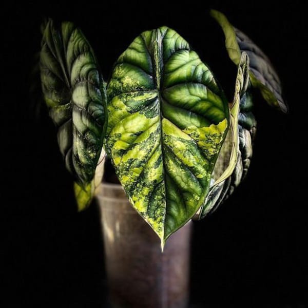 variegated Alocasia Dragon scale Starter Plant (ALL STARTER PLANTS require you to purchase 2 plants!)