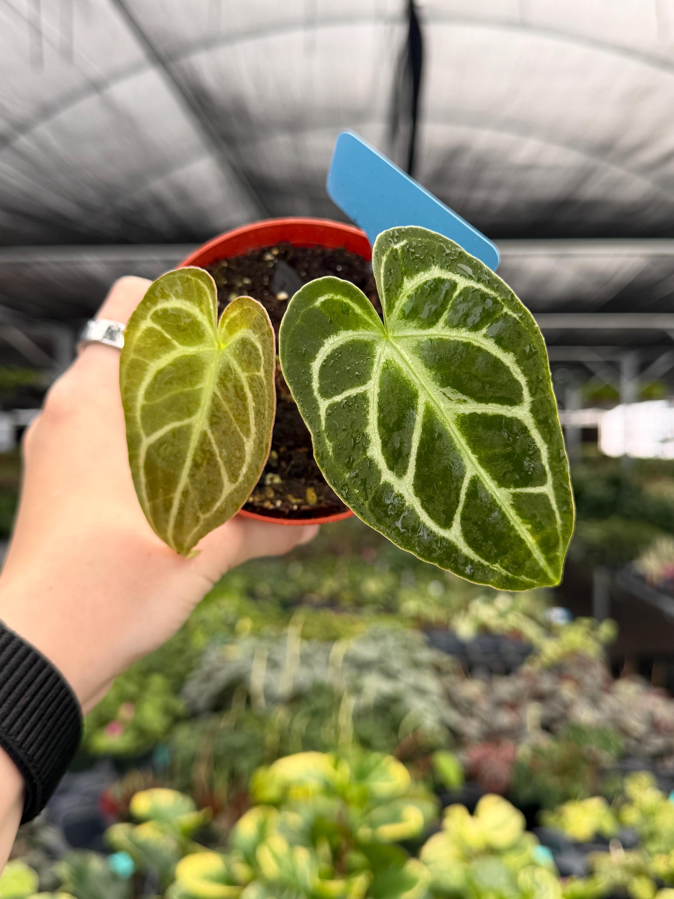 Anthurium Magnificum X Silver Blush - Etsy