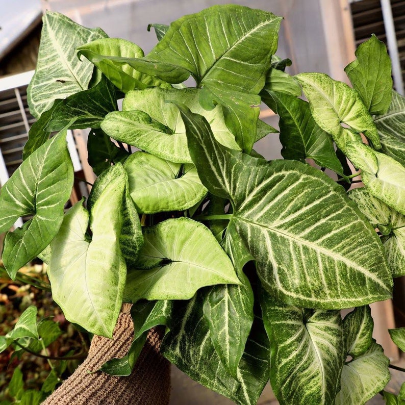 Syngonium White Butterfly Plant - Thumbnail 2
