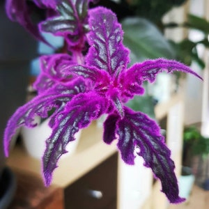 Gynura purple passion Starter Plant (ALL STARTER PLANTS require you to purchase 2 plants!)