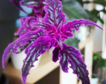 Gynura purple passion Starter Plant (ALL STARTER PLANTS require you to purchase 2 plants!)