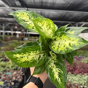May include: A Dieffenbachia plant with large, vibrant green leaves speckled with yellow and cream patterns. The plant is held up, showcasing its lush foliage. The background is a greenhouse setting with other plants.