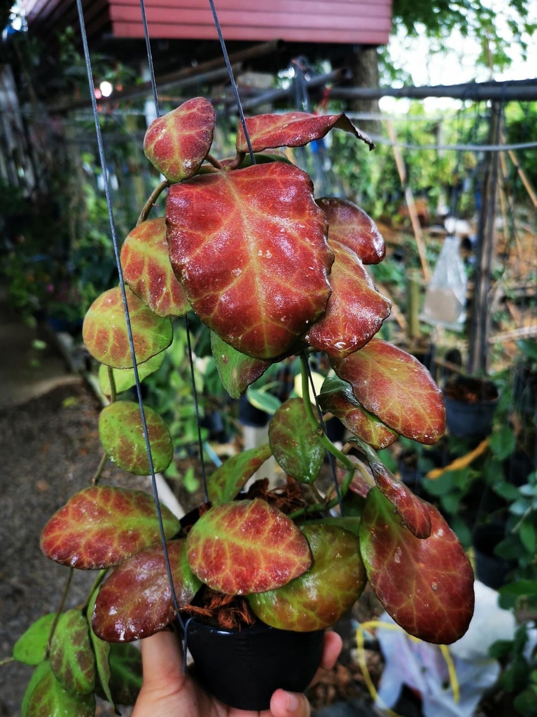 Hoya Waymaniae Red Splash Starter Cutting ALL Starter Plants/cuttings ...