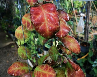 hoya waymaniae red splash Starter Cutting (ALL Starter plants/cuttings require you to purchase 2 plants/cuttings!)