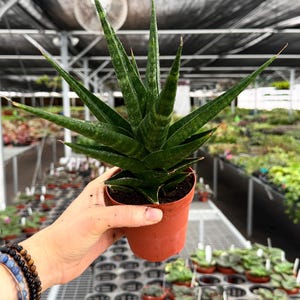 May include: A potted Sansevieria cylindrica plant, also known as a snake plant, with long, cylindrical, green leaves. The plant is in a small, brown plastic pot. The background shows other plants in a greenhouse setting.