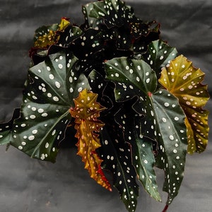 Begonia Black Forest Starter Plant (ALL STARTER PLANTS require you to purchase 2 plants!)